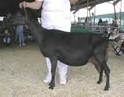 blacky.jpg