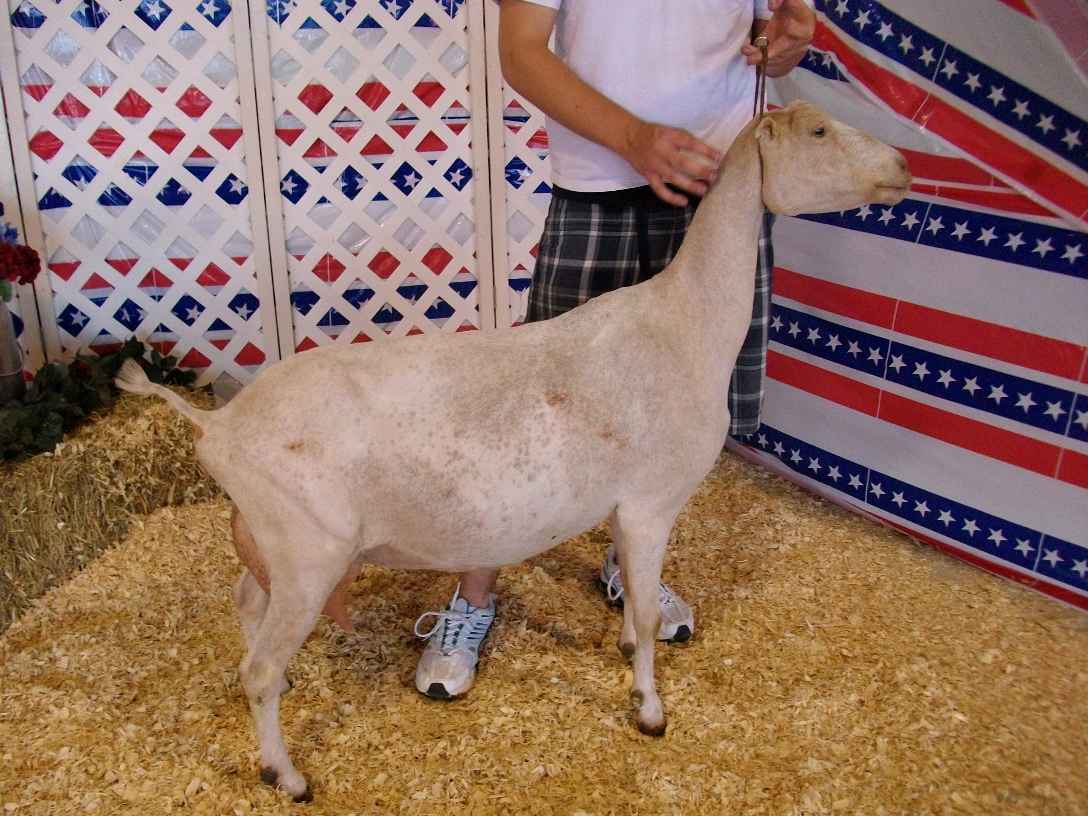 cora09.jpg